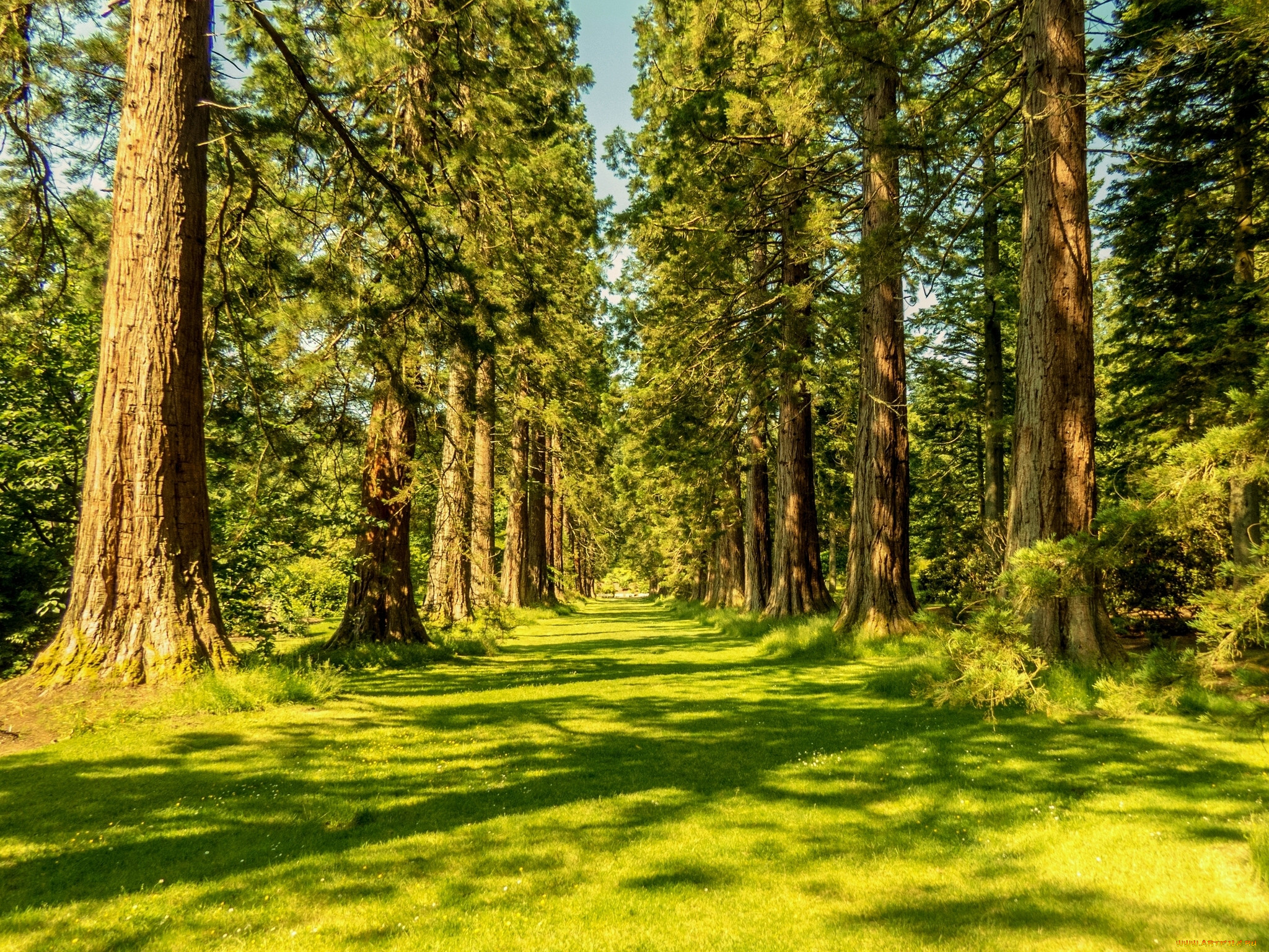 avenue, of, giant, redwoods, benmore, botanic, garden, scotland, , , , 